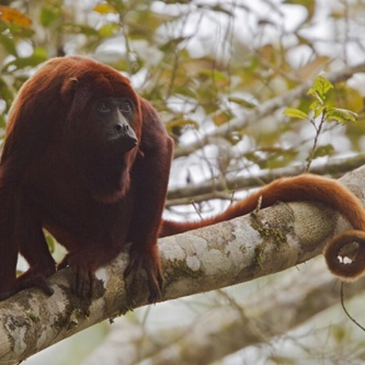 Affe in der Sani Ecolodge, Yasuni und Cuyabeno, Ecuador
