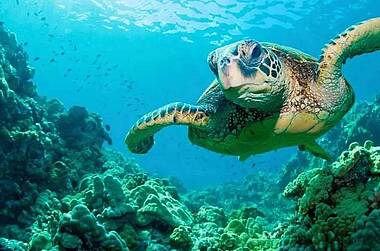 Meeresschildkröte von der der Pazifikküste Kolumbiens