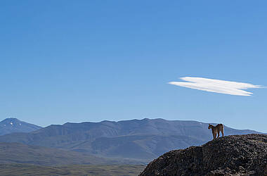 Einsamer Puma schaut vom Berg, Puma-Trekking Patagonien