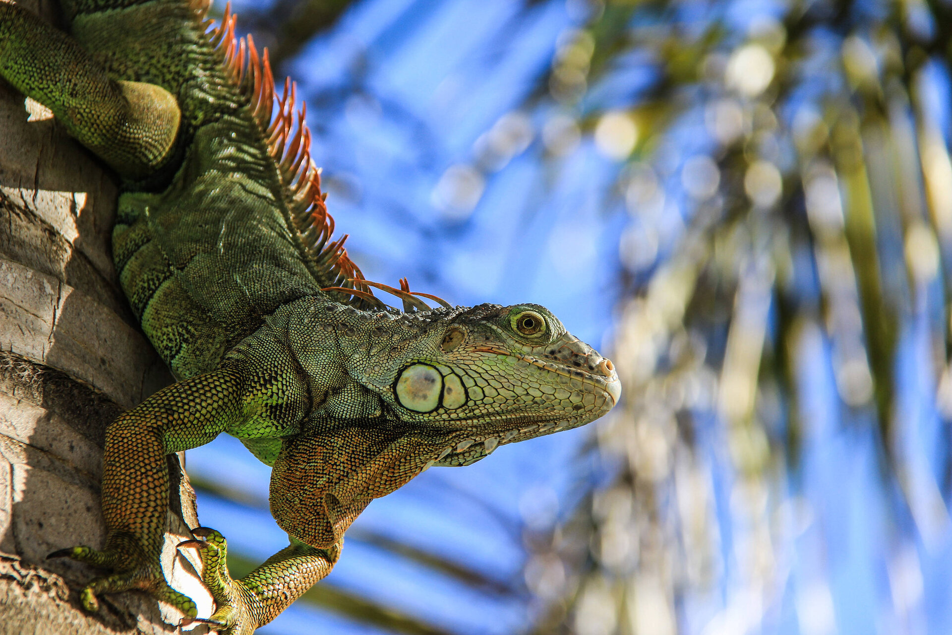 Leguane in Nicaragua