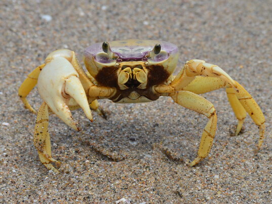 Eine gelb-violette Krabbe steht in Nahaufnahme auf dem Sandstrand von Palomino in der kolumbianischen Karibik.