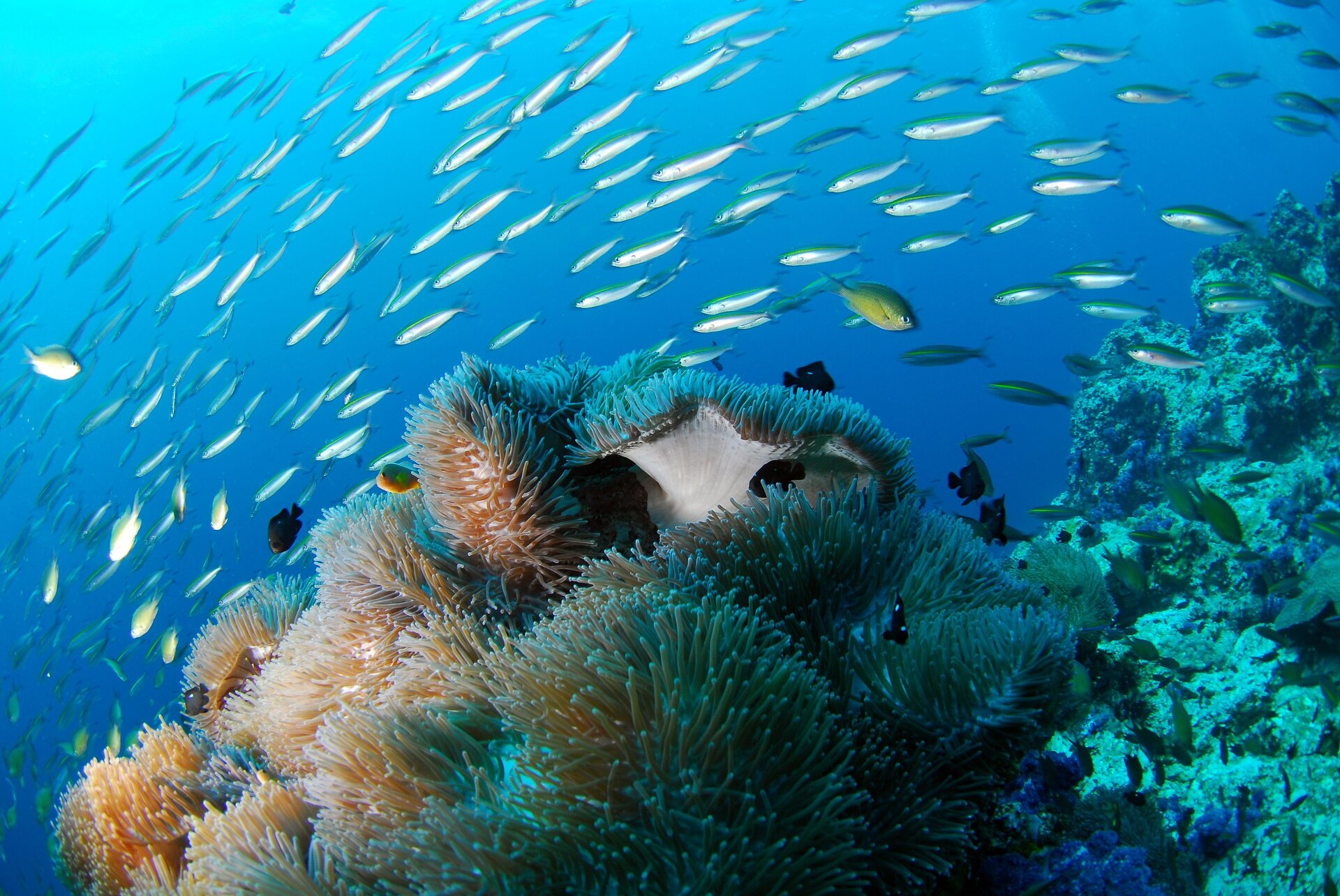 Unterwasserwelt im Naturpark Providencia