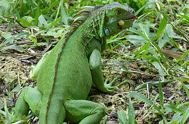 Grüner Leguan in Palenque - Mexiko