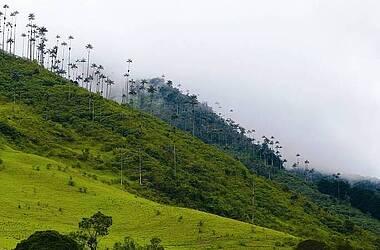 Valle de Cocora, das idyllische Tal der Wachspalmen