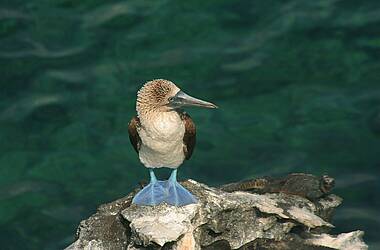 Blaufußtölpel auf den Galapagos Inseln