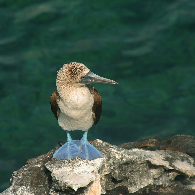 Blaufußtölpel auf den Galapagos Inseln