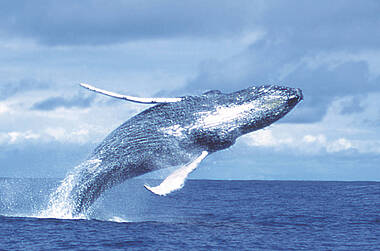 Wal springt aus dem Wasser im Pazifik vor Kolumbien