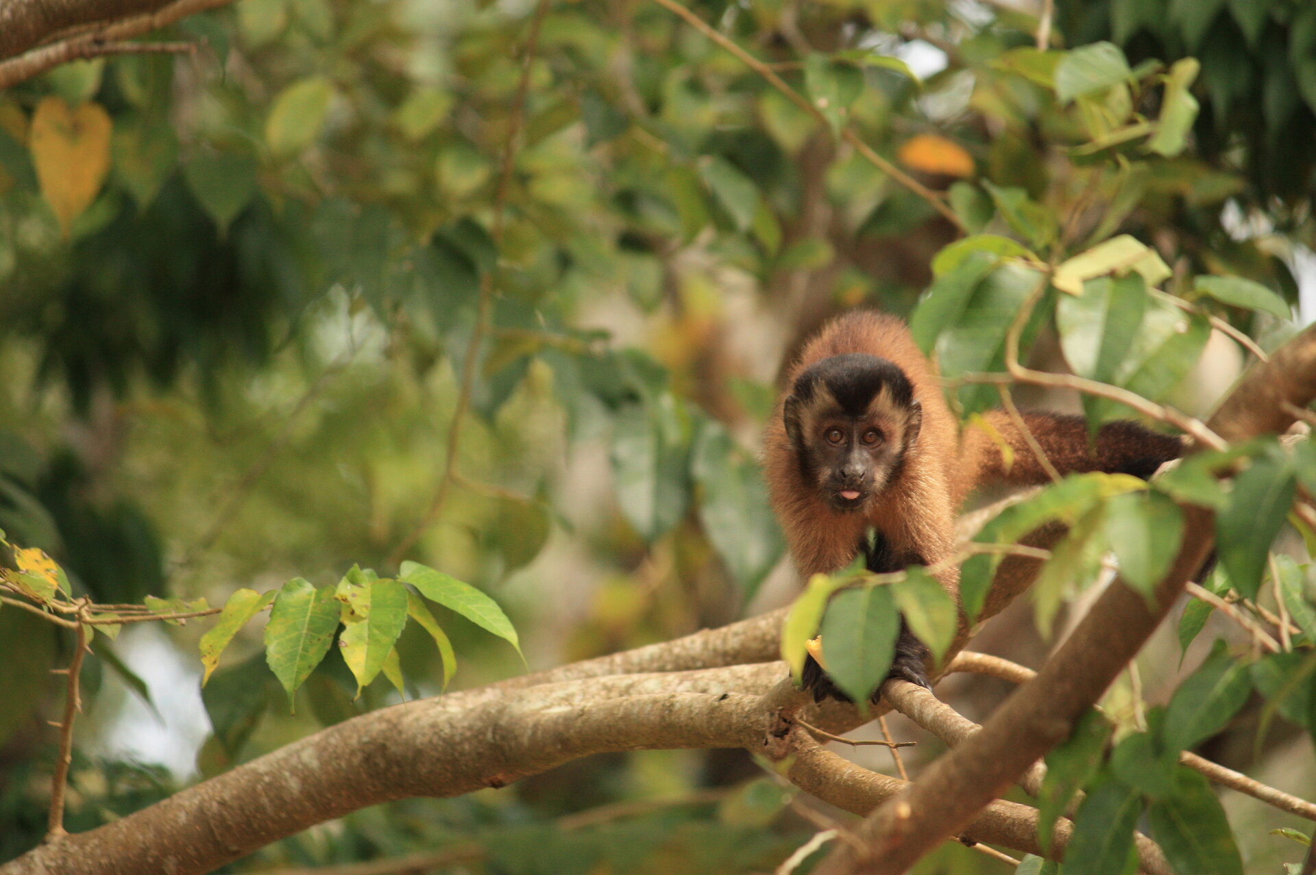Kleines Äffchen im Baum im Amazonas in Peru