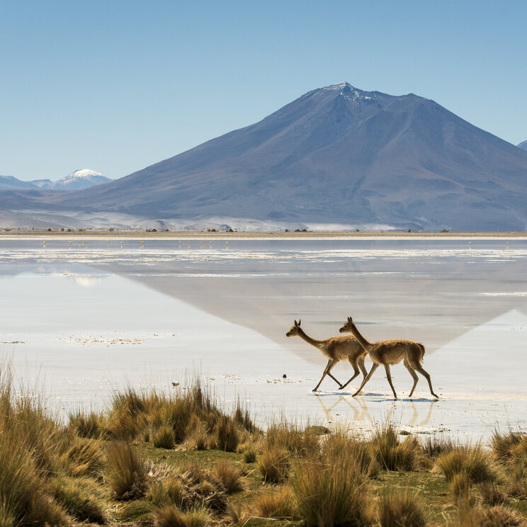 Vikunjas im Salar de Ascotán im chilenischen Hochland mit Salzfläche, spiegelndem Wasser und Andenvulkan im Hintergrund.
