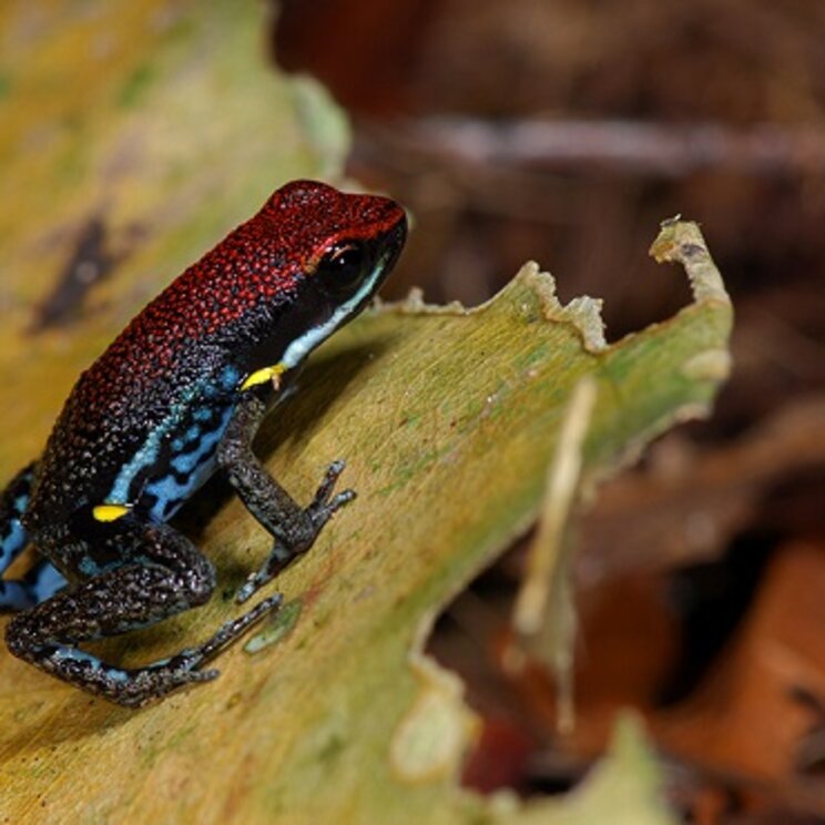 farbenprächtiger Frosch in der Sani Ecolodge, Yasuni und Cuyabeno, Ecuador