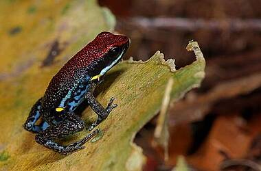 farbenprächtiger Frosch in der Sani Ecolodge, Yasuni und Cuyabeno, Ecuador