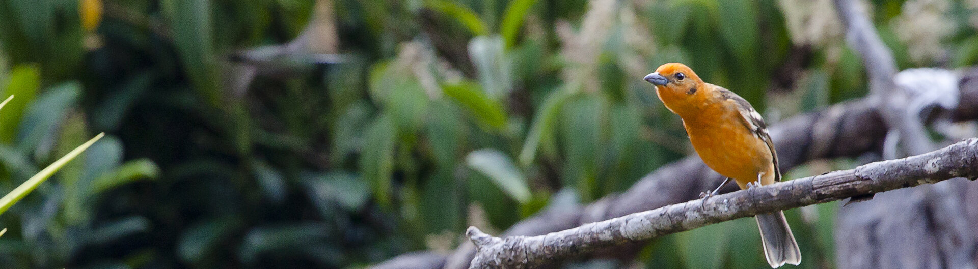 Vogel im Hochland von Cerro de la Muerte in Costa Rica auf Ast mit blühender Vegetation im Hintergrund.