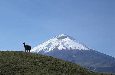 Alpaka im Vordergrund des Cotopaxi Vulkans
