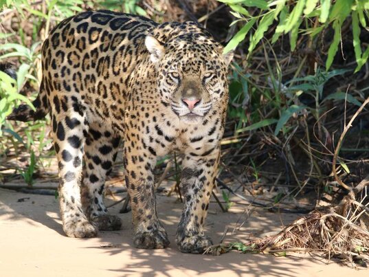 Jaguar steht auf einer Sandbank im Schatten eines Gebüsches und schaut in die Kamera.