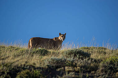 Puma-Beobachtung beim Puma-Trekking Patagonien