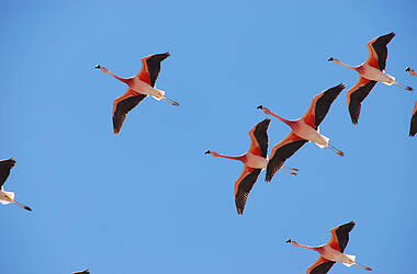 Fliegende Flamingos vor blauem Himmel