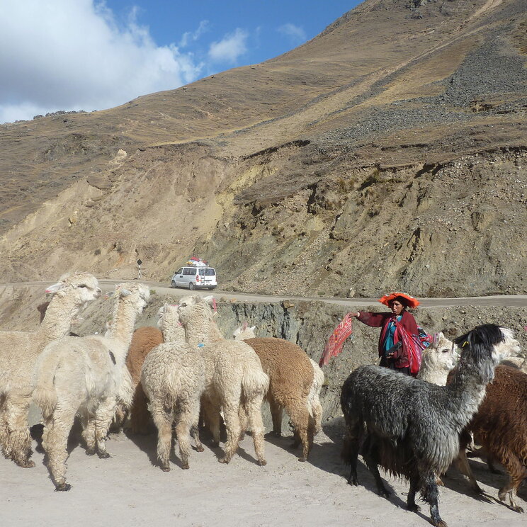 Frau mit Herde von Alpakas in den Anden von Peru.