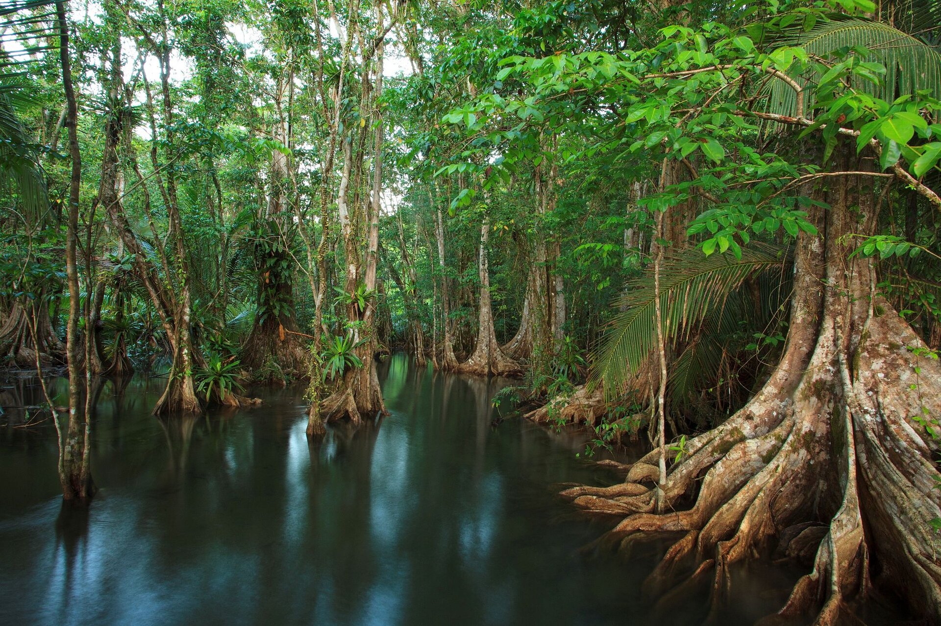 Mangrovenwald Playa Cativo im Golfo Dulce