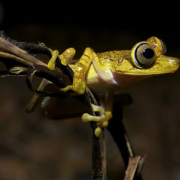 Kleiner gelber Frosch in der Mashpi-Lodge nahe Quito, Ecuador