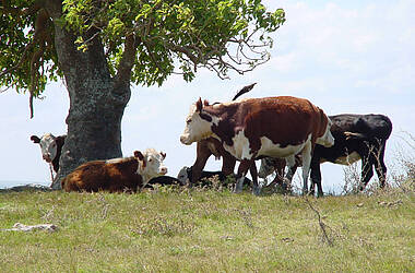 Rinder auf der Estancia Guardia del Monte