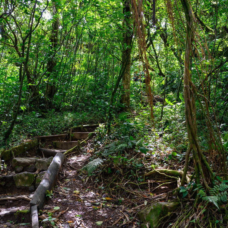 Holztreppe und Naturpfad im dichten grünen Nebelwald des Vulkans Mombacho in Nicaragua.
