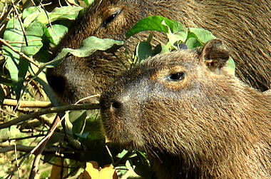Nahaufnahme zweier Capybaras beim Fressen, Llanos Kolumbien