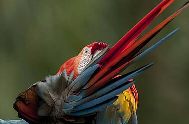 Roter Ara in der Sacha Lodge, Amazonas von Ecuador