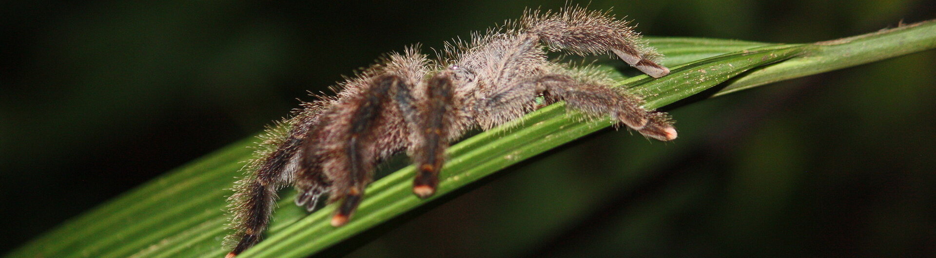 Vogelspinne Tarantel in Iquitos, Amazonas von Peru