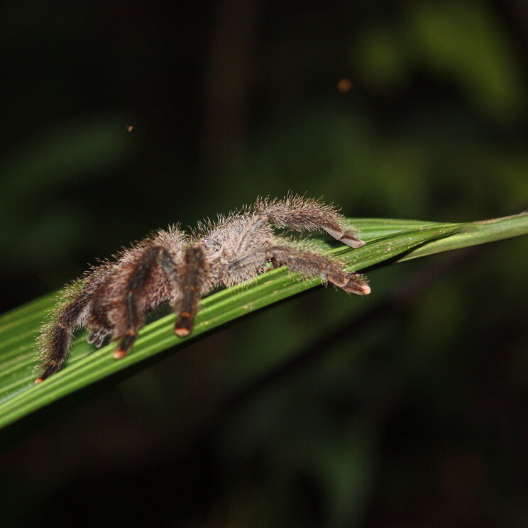 Vogelspinne Tarantel in Iquitos, Amazonas von Peru