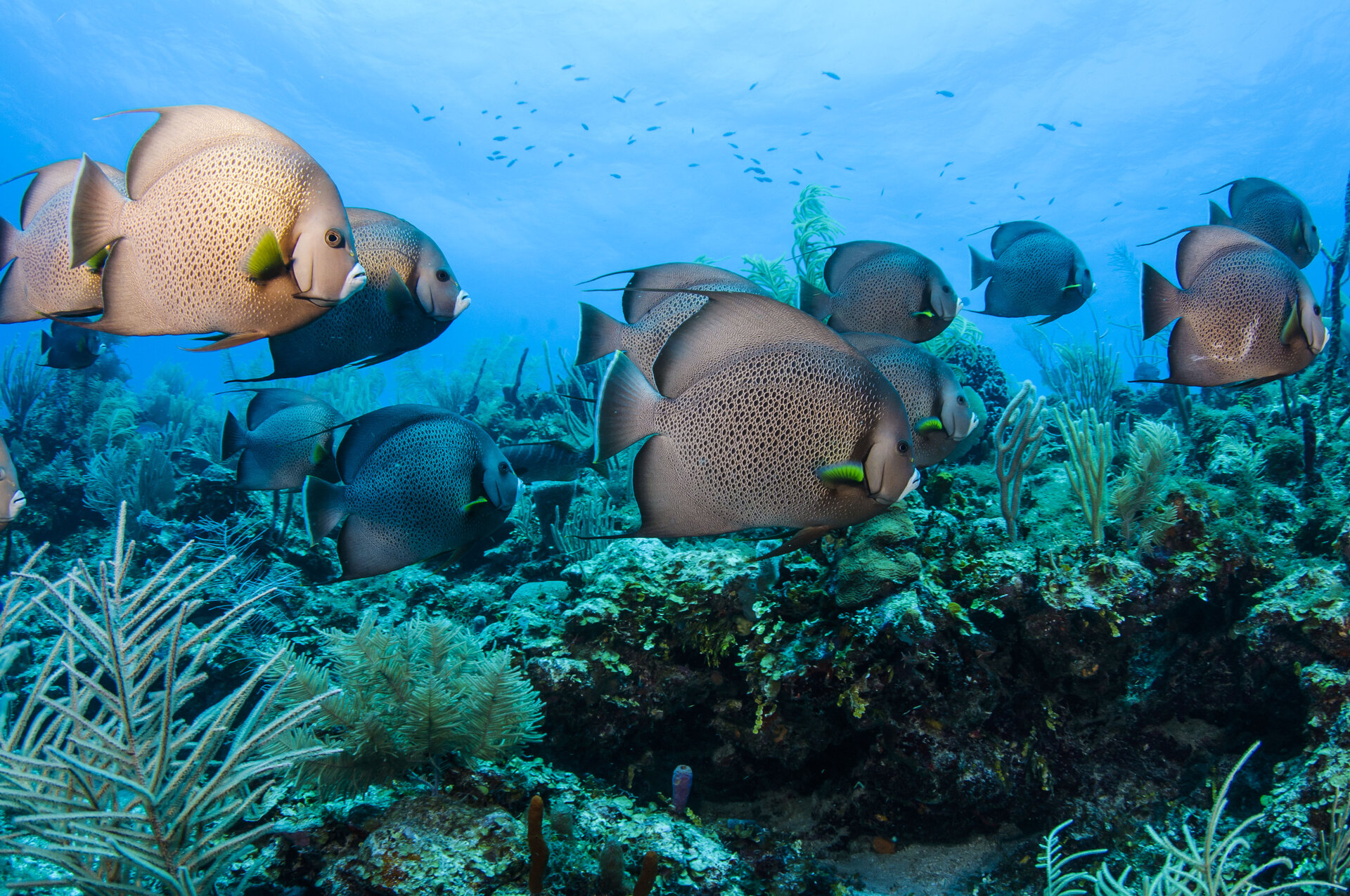 Unterwasserbild Belize