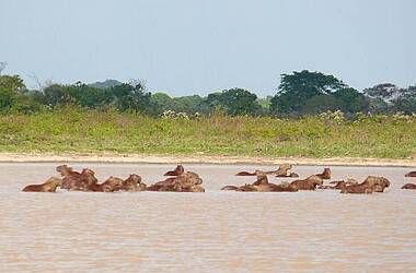 Dutzende Capybaras genießen den schlammigen Fluss in der Los Llanos Region 
