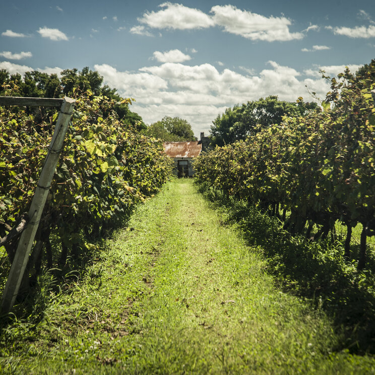 Weinberg mit grünen Rebenreihen und einem kleinen Gebäude im Hintergrund in Carmelo, Uruguay.