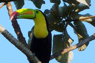 Auf einem Baum sitzender Tukan blickt seitlich in Belize