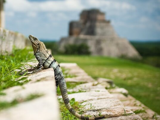 Leguan sitzt auf einer Steintreppe vor der Pyramide des Zauberers in der Maya-Stätte Uxmal, Mexiko.