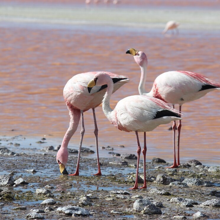 Flamingos im Salar de Atacama in Nordchile an einer flachen Salzlagune mit rötlichem Wasser und Andenhochland im Hintergrund.