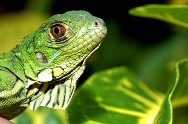 Grüner Leguan im Nationalpark Corcovado