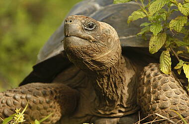 Riesenschildkröten auf der Galapagosinsel Isabela 