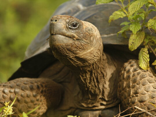 Riesenschildkröten auf der Galapagosinsel Isabela 