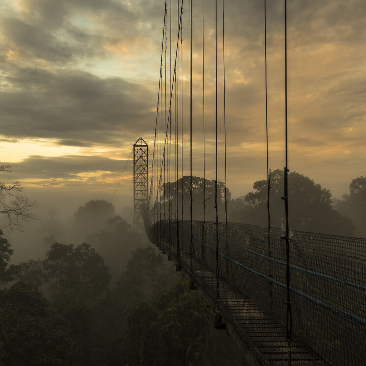 Lange Haengebruecke ueber dem nebligen Regenwald bei Daemmerung in der Sacha Lodge, Ecuador.