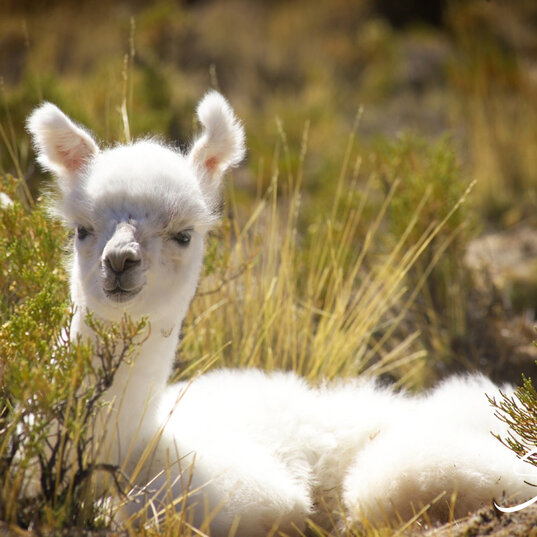 Weißes Lama liegt auf einer Wiese in Salta
