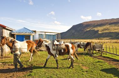 Pferde in Patagonien