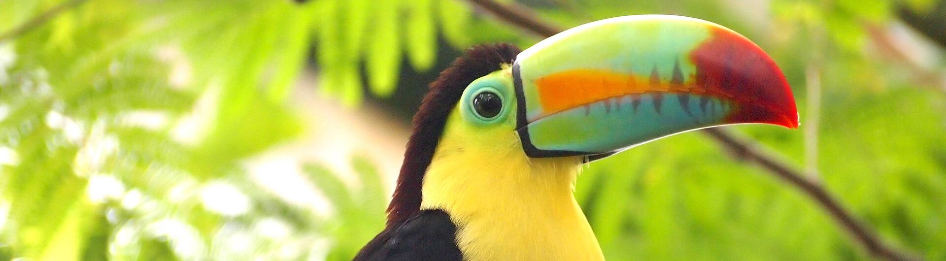 Ein Tukan auf einem Ast inmitten grüner Pflanzen in Costa Rica.