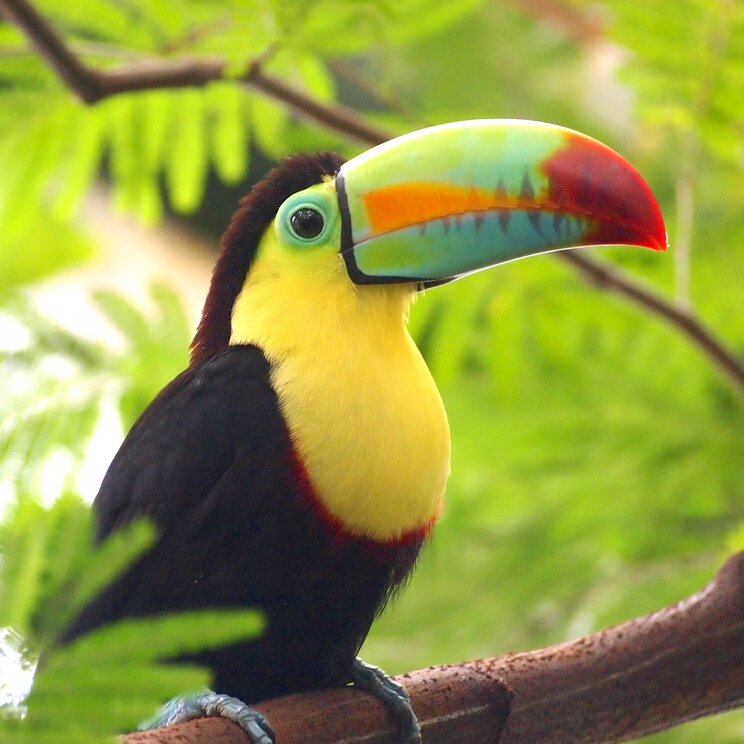 Ein Tukan auf einem Ast inmitten grüner Pflanzen in Costa Rica.