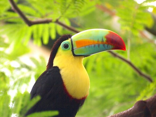 Ein Tukan auf einem Ast inmitten grüner Pflanzen in Costa Rica.