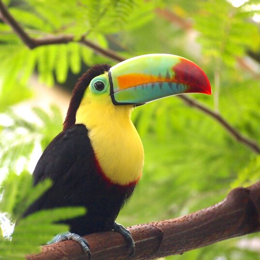 Ein Tukan auf einem Ast inmitten grüner Pflanzen in Costa Rica.