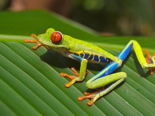 Rote-Augen-Frosch auf einem Blatt im tropischen Regenwald von Costa Rica.