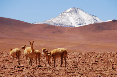 Guanakos in der Atacamawüste
