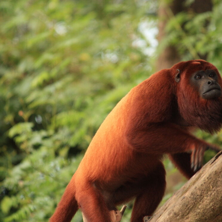 Brüllaffe mit rotem Fell in Iquitos, Amazonas von Peru