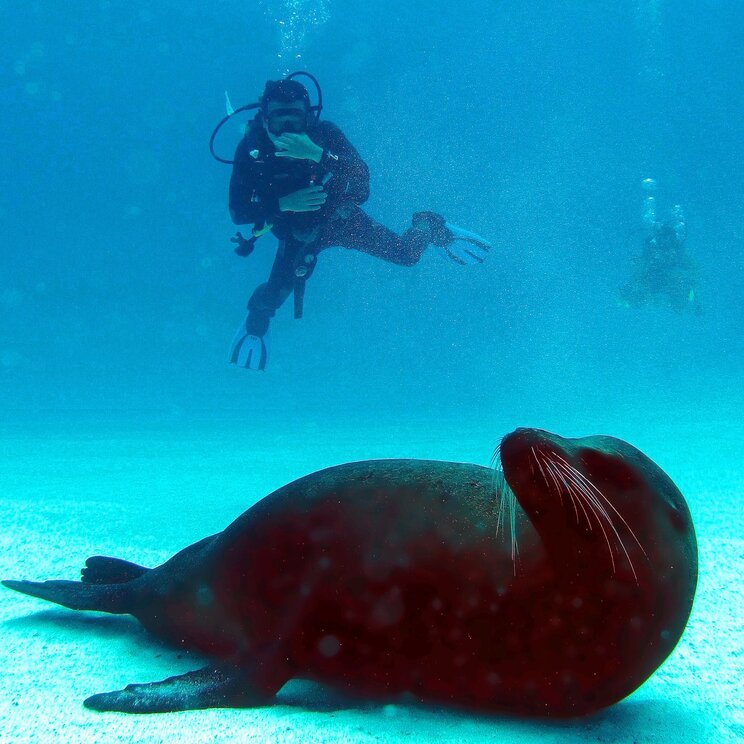 Seelöwen bei Tauchgängen vor Galapagos, Ecuador