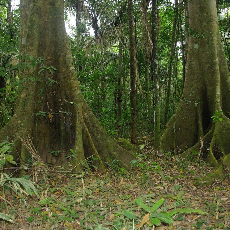 Lianen und Wurzeln im Dschungel rund um die Lodge Serere Eco Reserve in Rurrenabaque, Bolivien